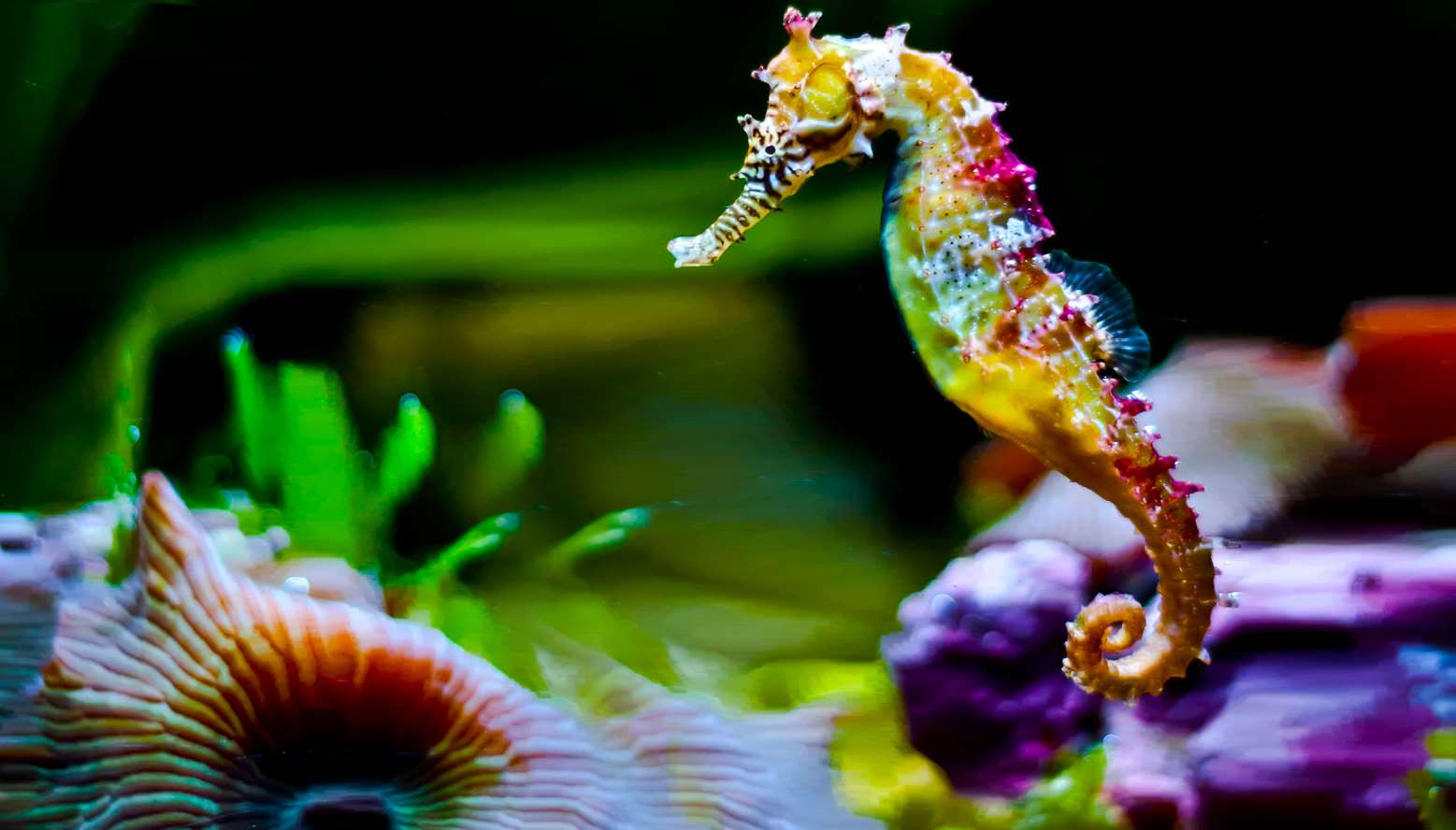 image For > Seahorse Wallpaper