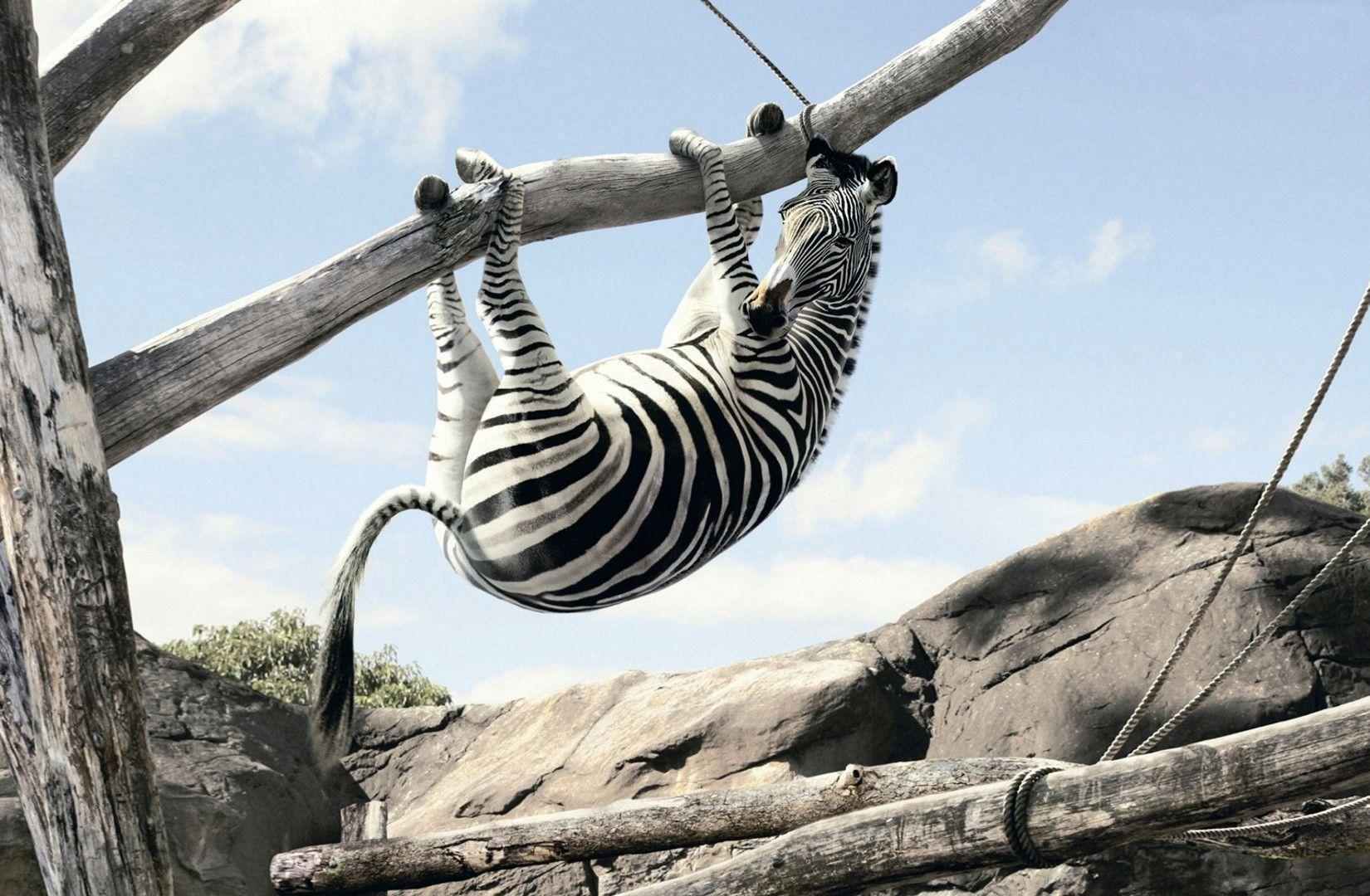 Zebra Desktop Wallpaper FREE on Latoro.com