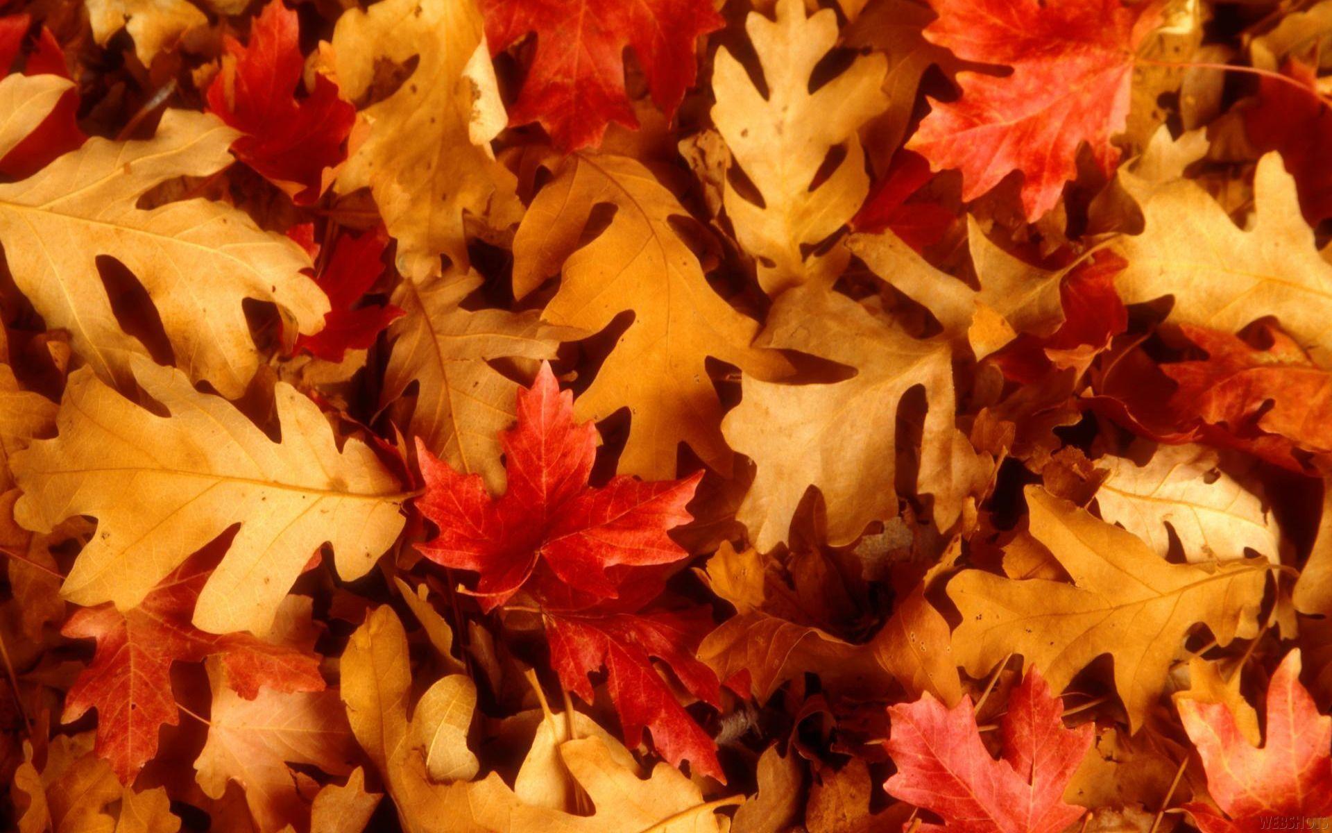 Autumn Leaves Desktop Free Wallpaper