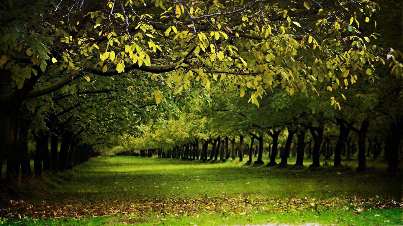 A Walnut Orchard In The Fall Autumn Nature Wallpaper