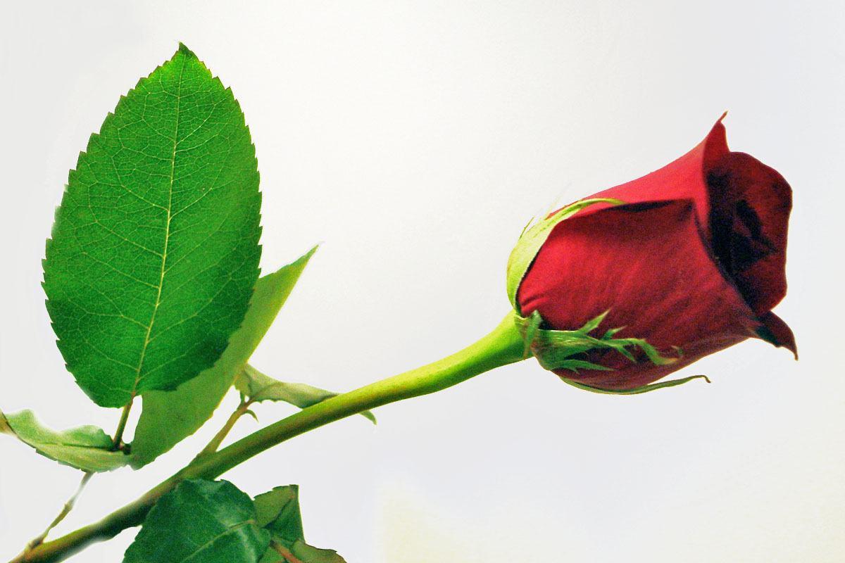 Single Red Rose Wallpaper free Download