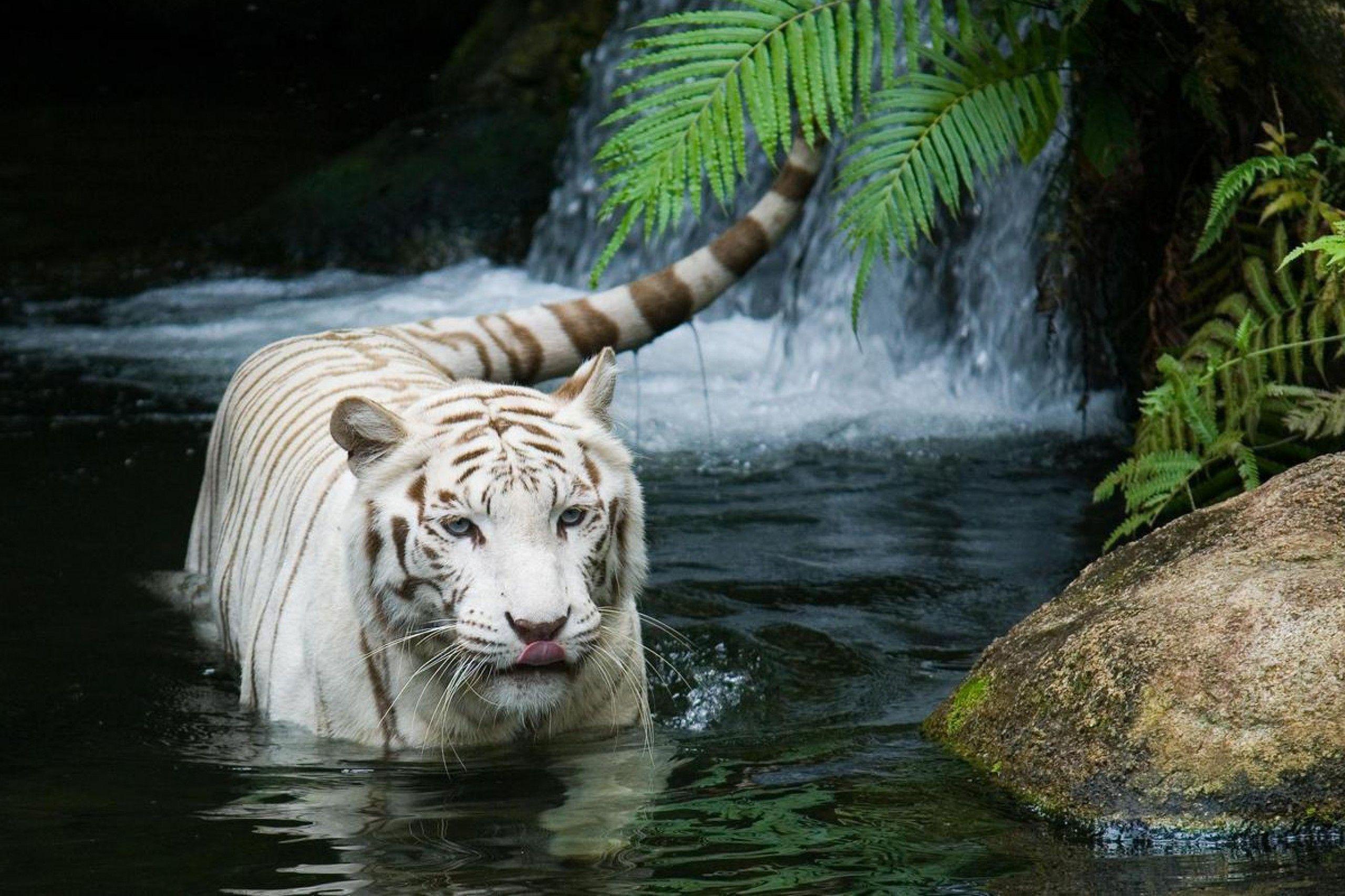 White Tiger Waterfall HD Animals Desktop Wallp Wallpaper