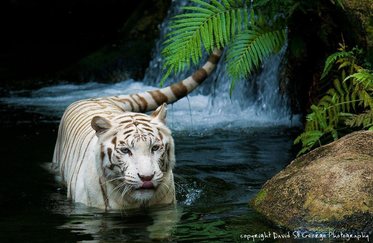 White Bengal Tiger Cubs Wallpaper HD Wallpaper White Tiger