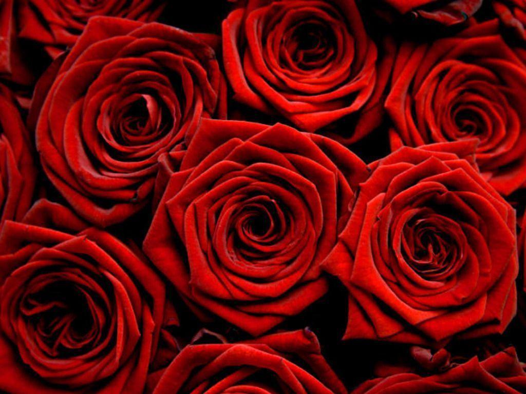 rose wallpaper. red rose wallpaper. red flowers wallpaper