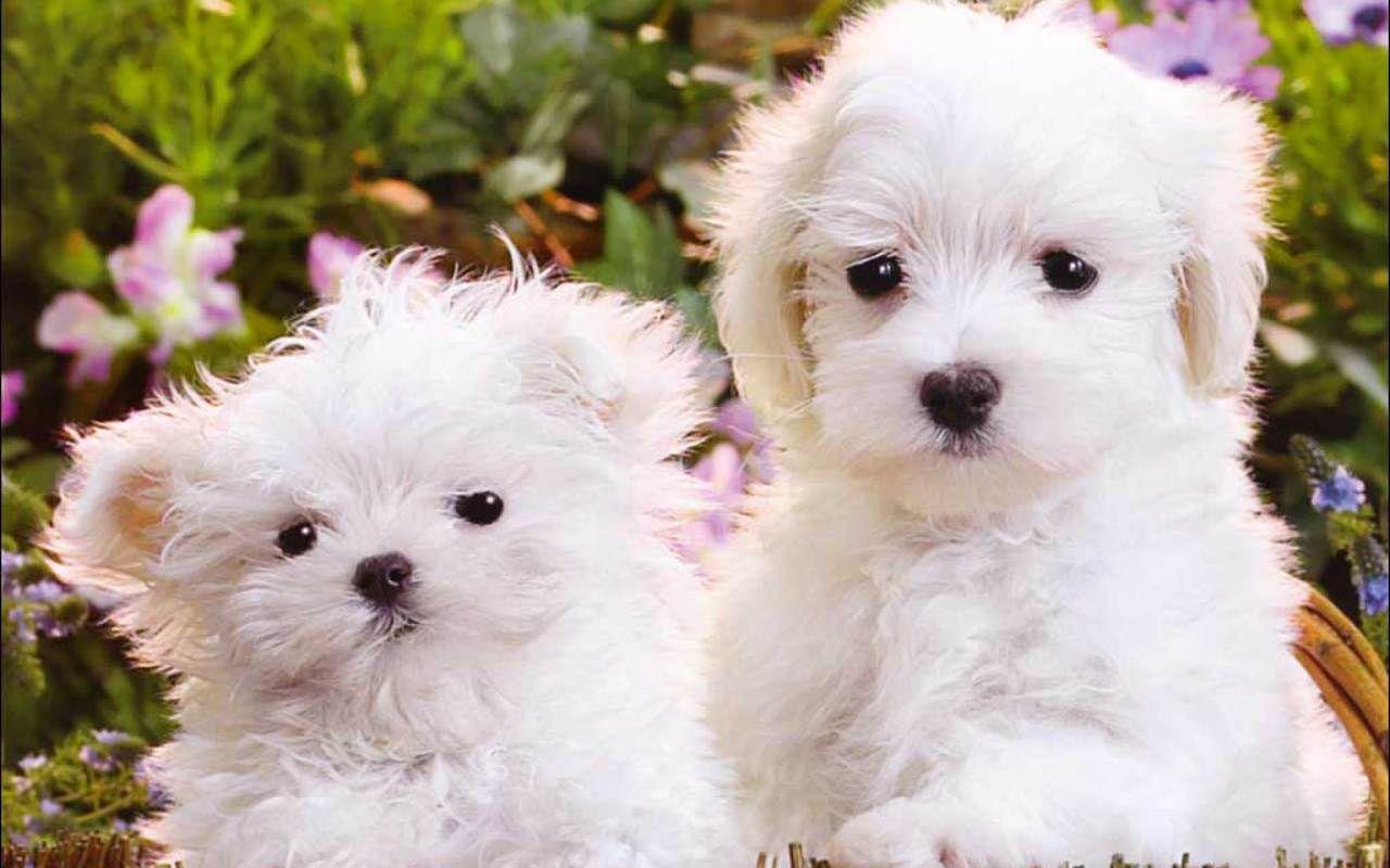 Cute Puppies Wallpaper