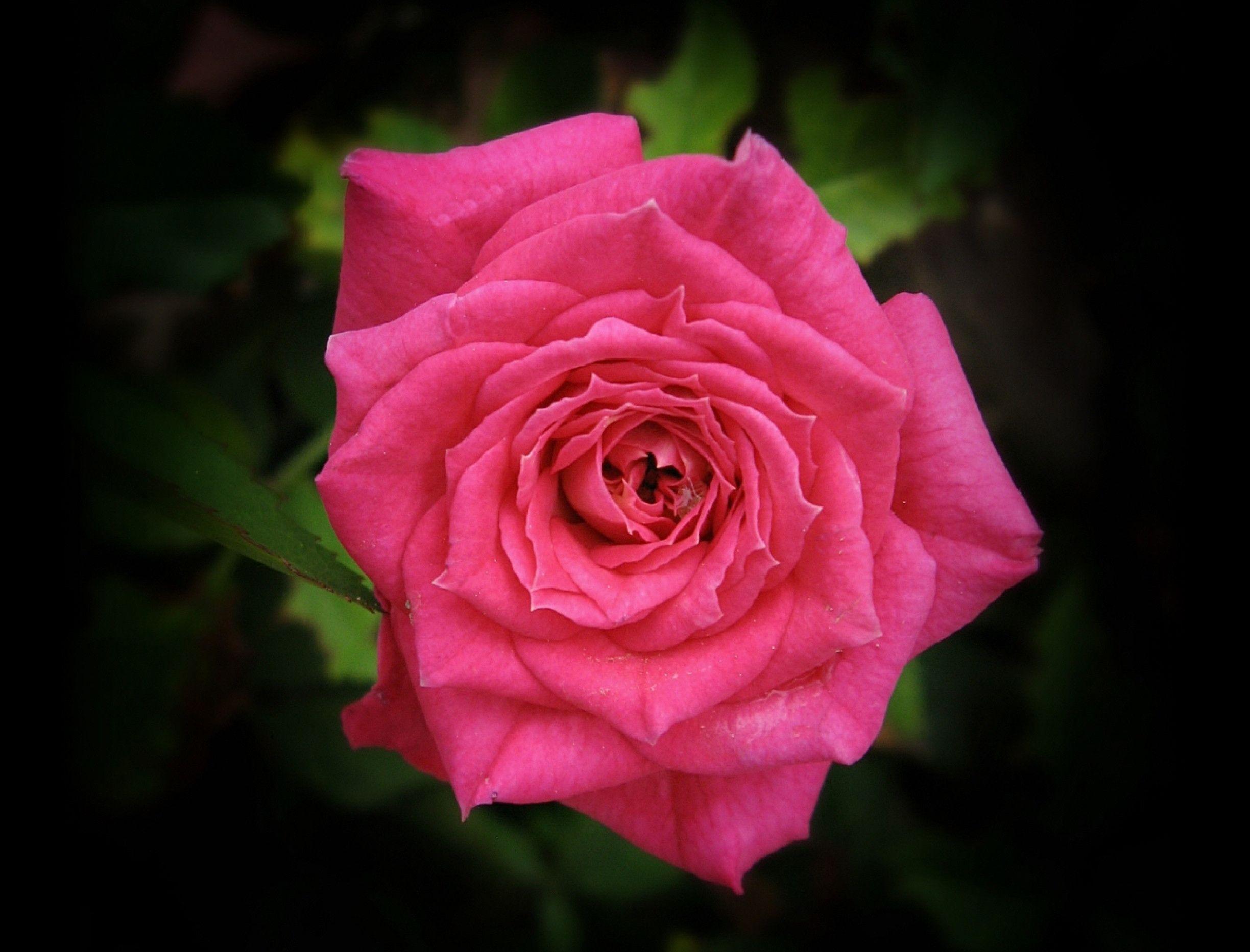 Pink Rose in Flowers