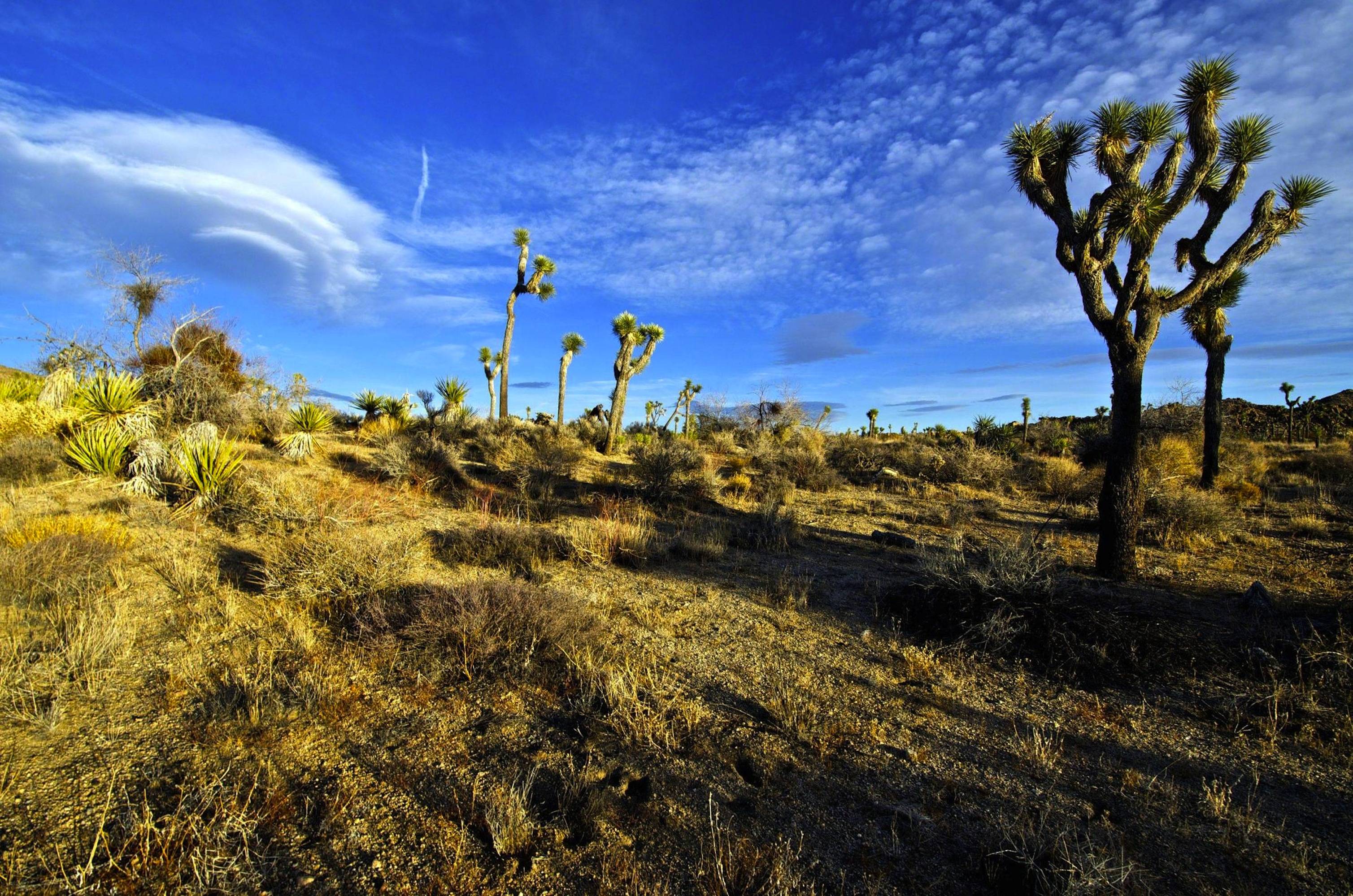 The Mojave Desert wilderness in Joshua Tree National Park HD Wallpaper