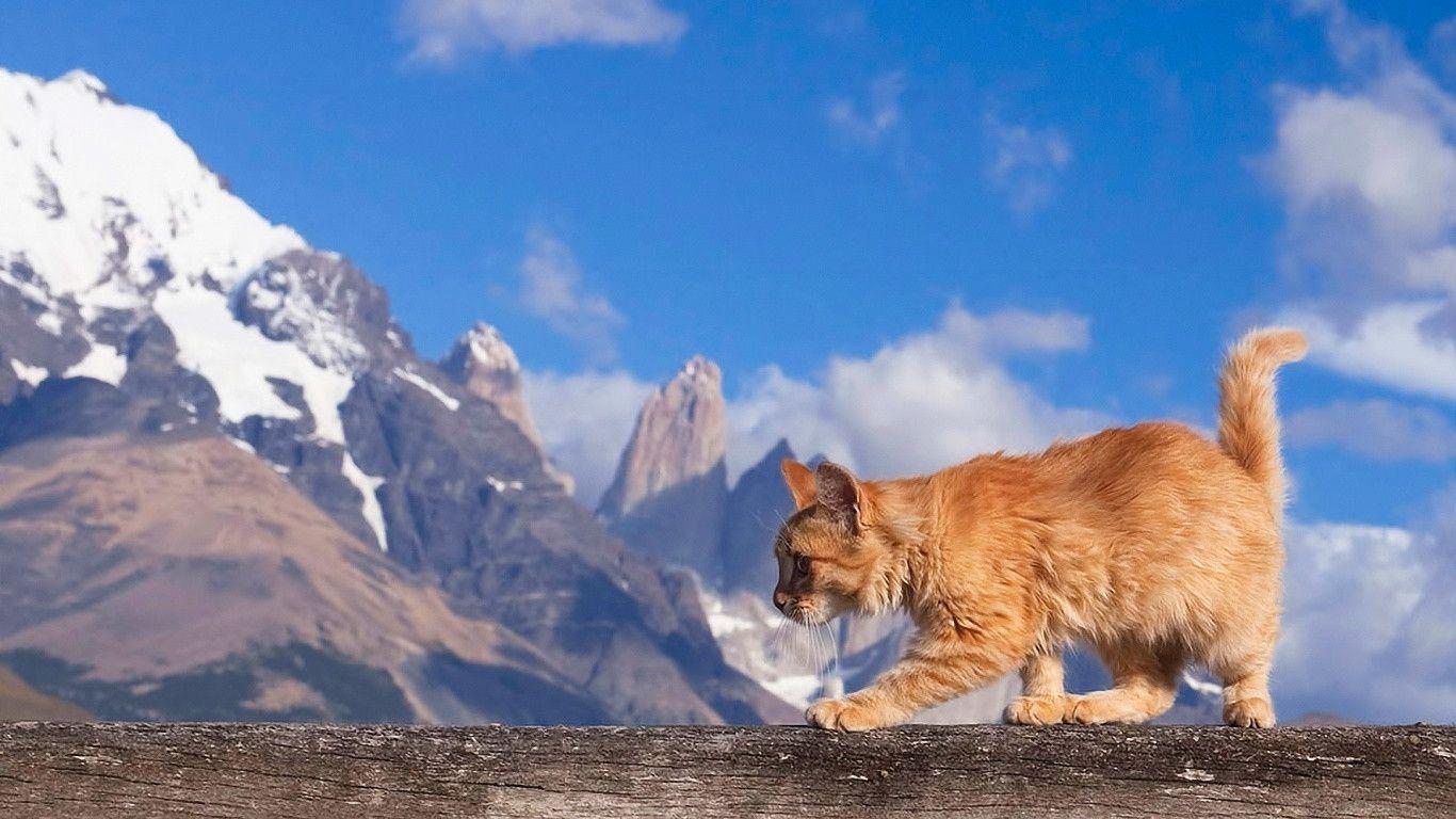 Maine coon cat nature Wallpaper