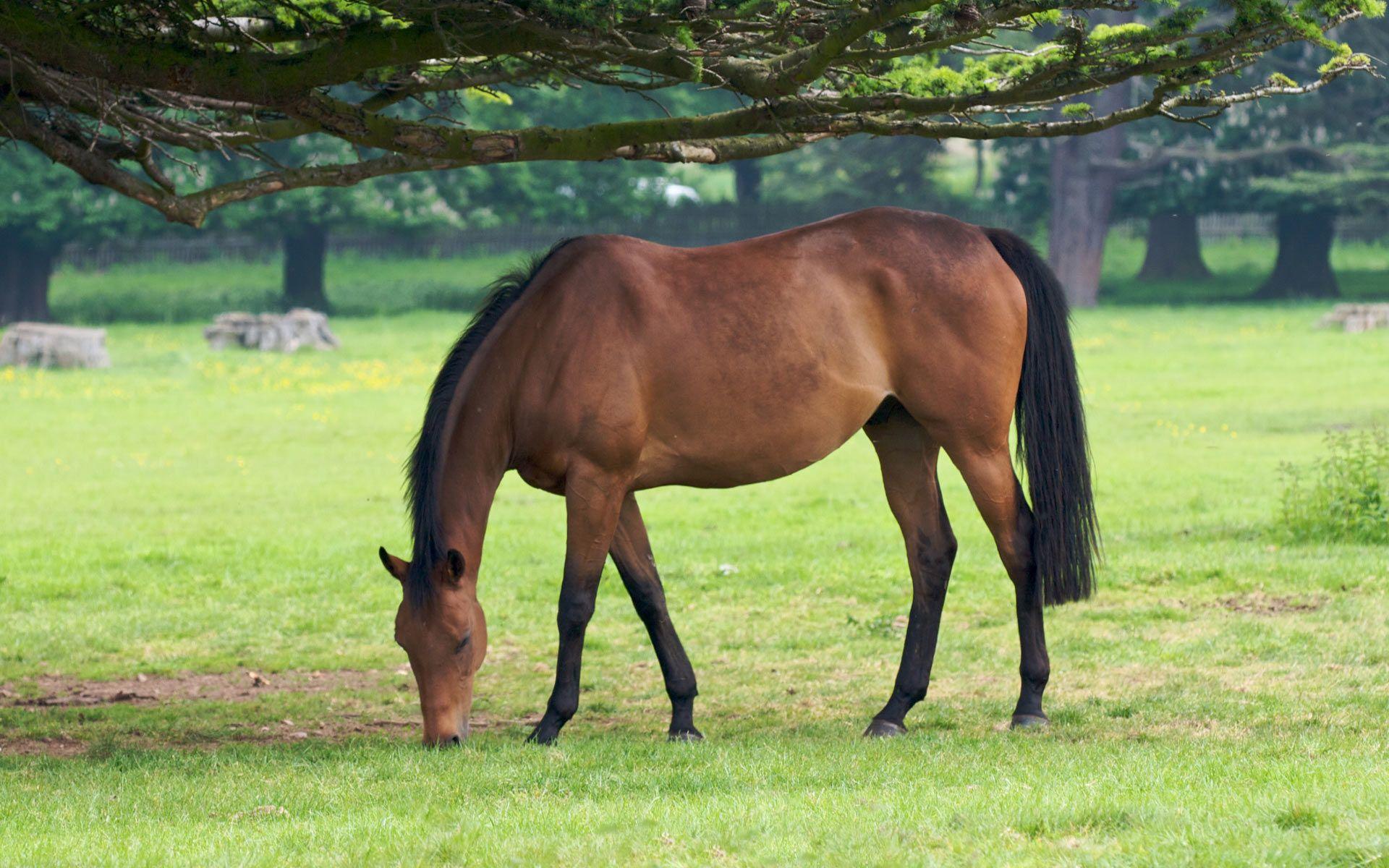 Horse Eating Grass wallpaper