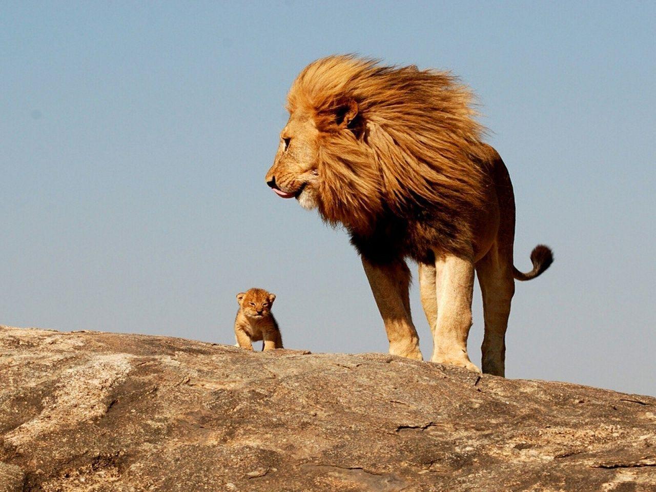 Male Lion With Cub Wallpaper 1280x960 px Free Download