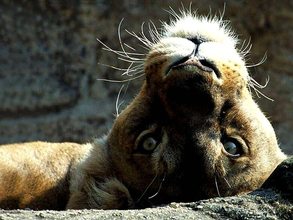 Animals For > Lioness Face Wallpaper