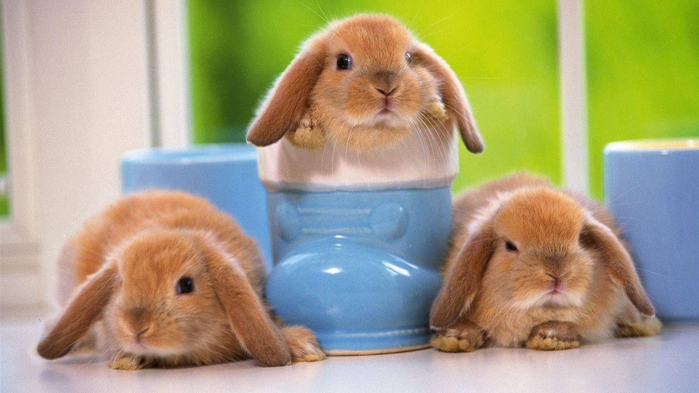 Cute Kittens And Bunnies HD Funny Bunnies Picture Wallpaper