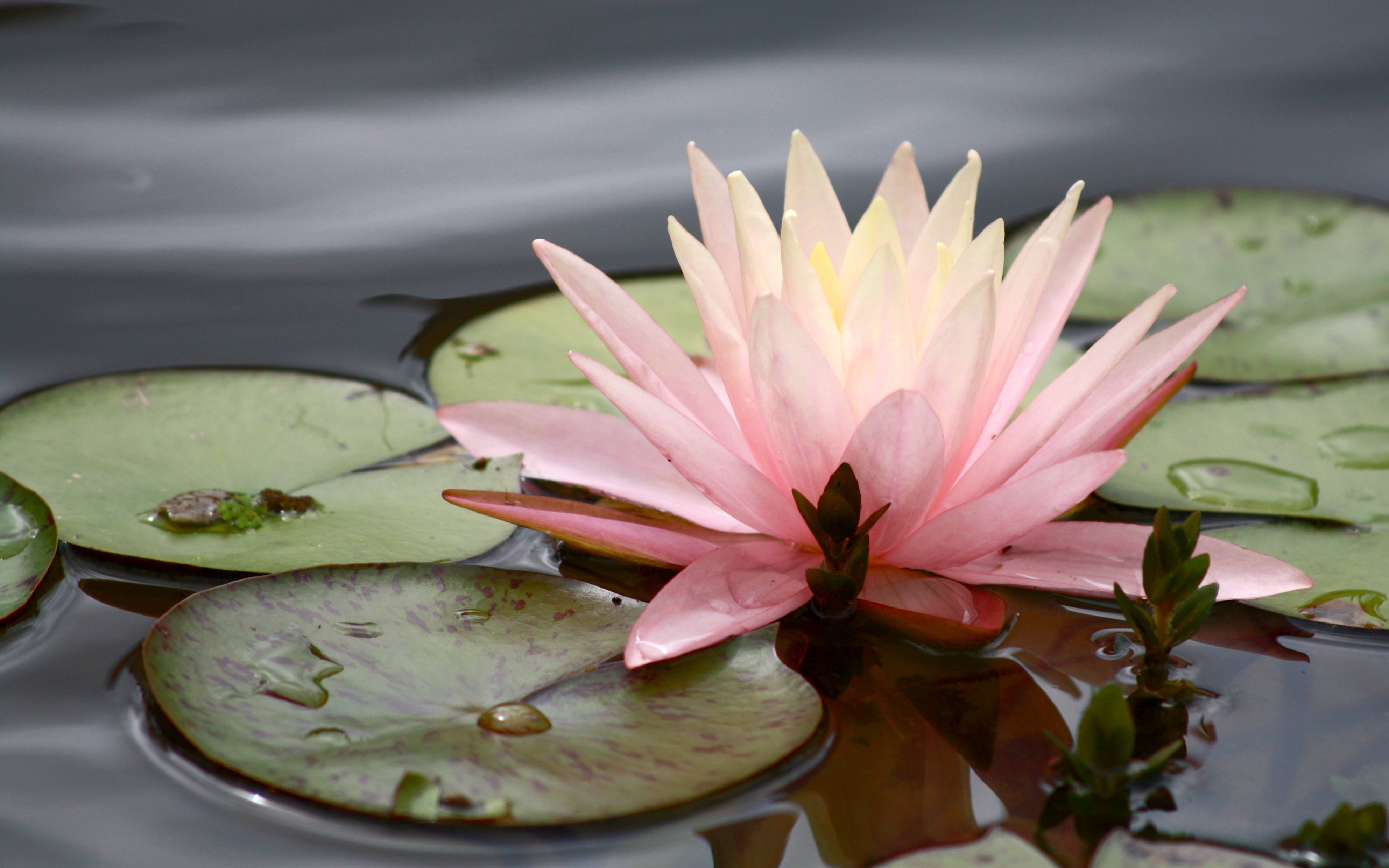 Water Lily Wallpapers - Wallpaper Cave
