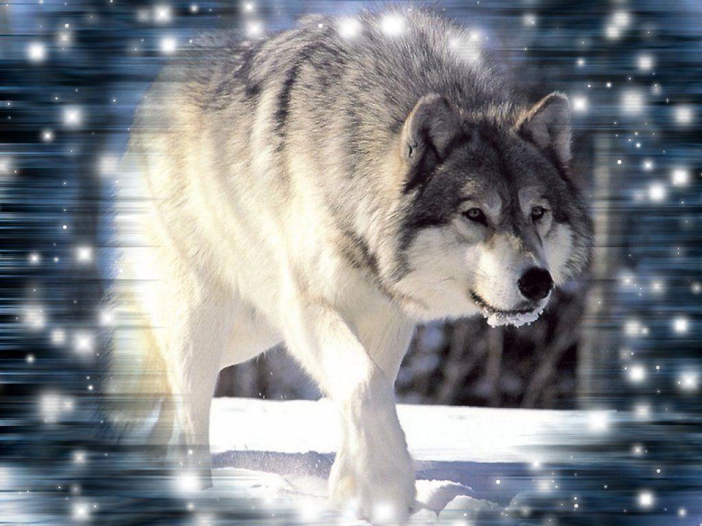 Cool Wolf Background 10832 HD Wallpaper in Animals