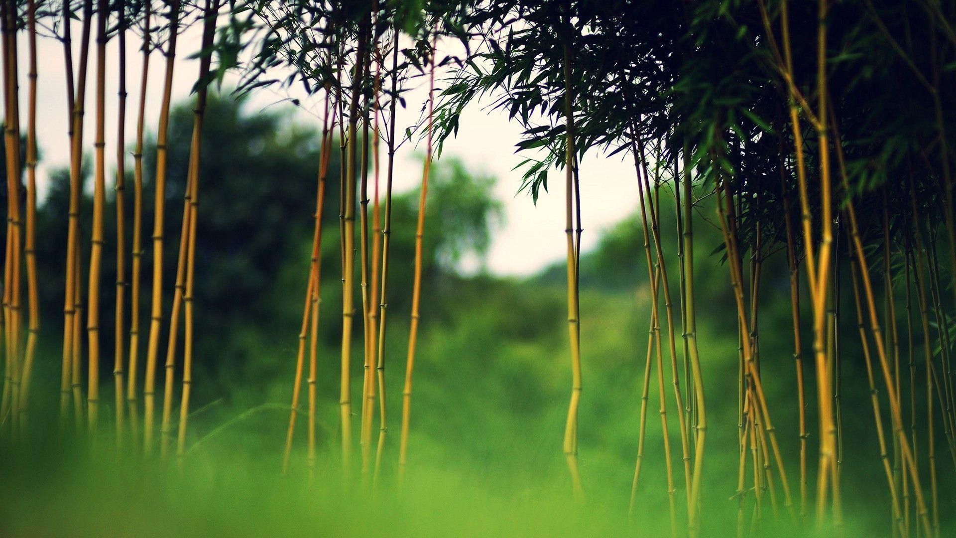 Bamboo Computer Wallpaper, Desktop Background 1920x1080 Id: 427427