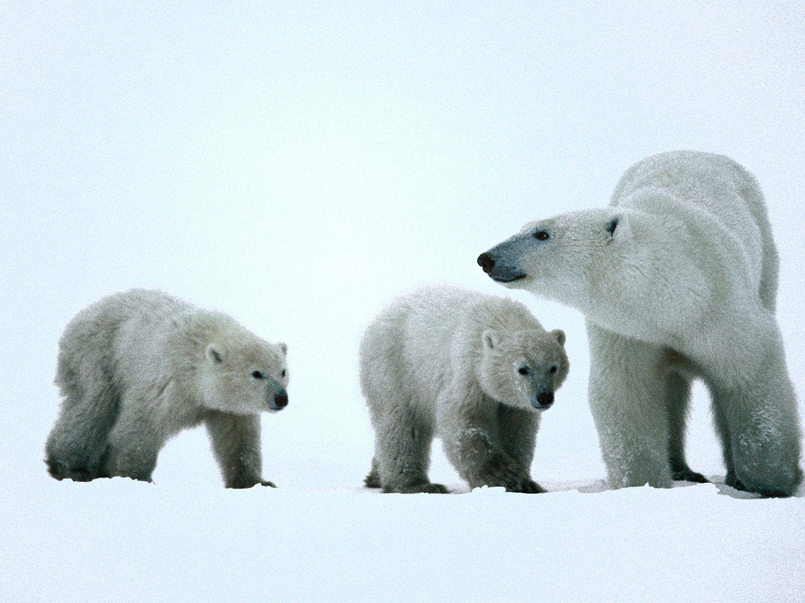 Polar Bear And Baby X Wallpaper