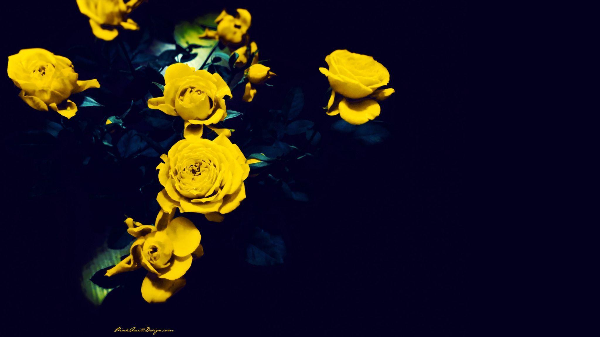 Yellow Roses widescreen wallpaper. Wide