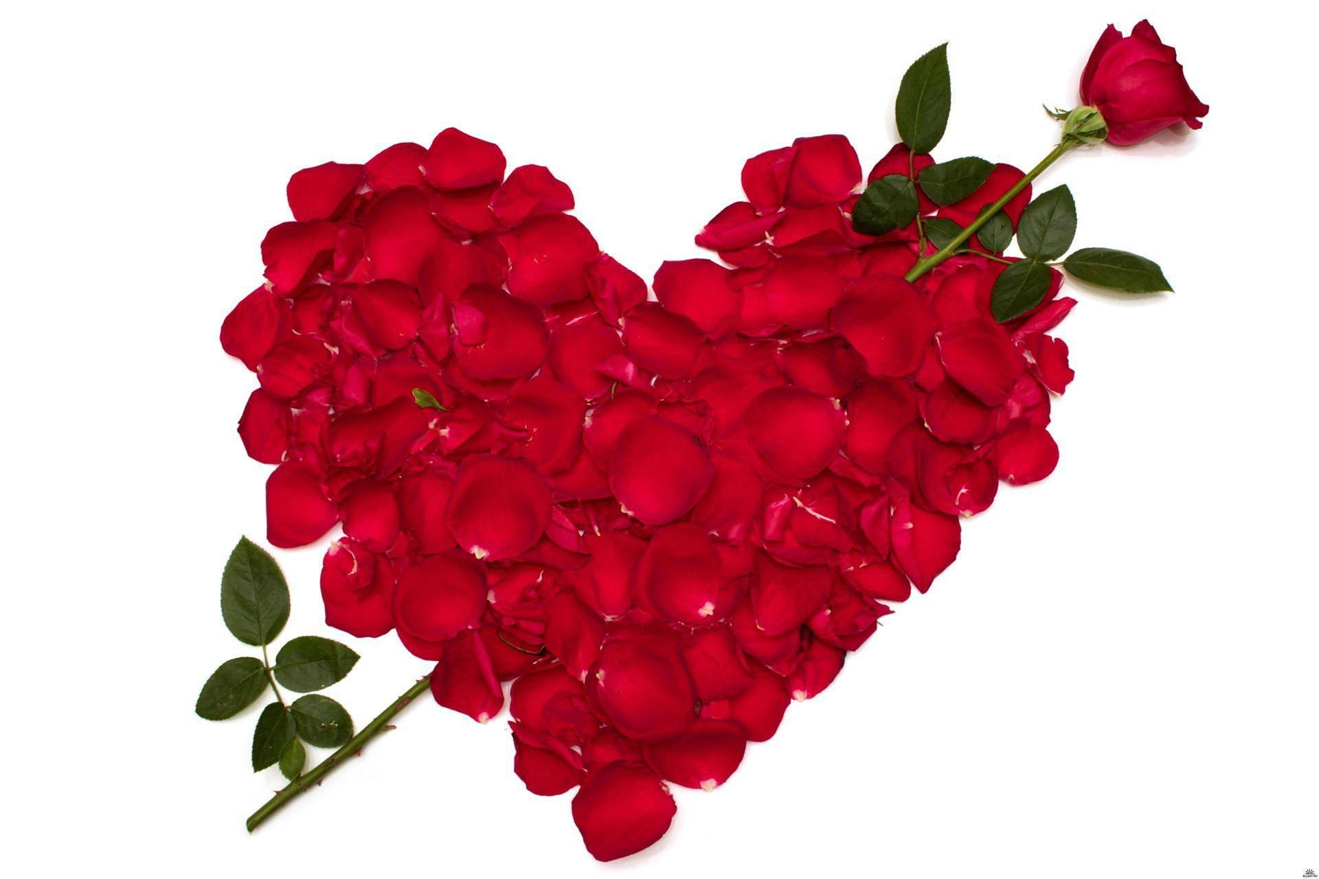 Wallpaper roses, flowers, flower, red, rose, petals, heart, heart