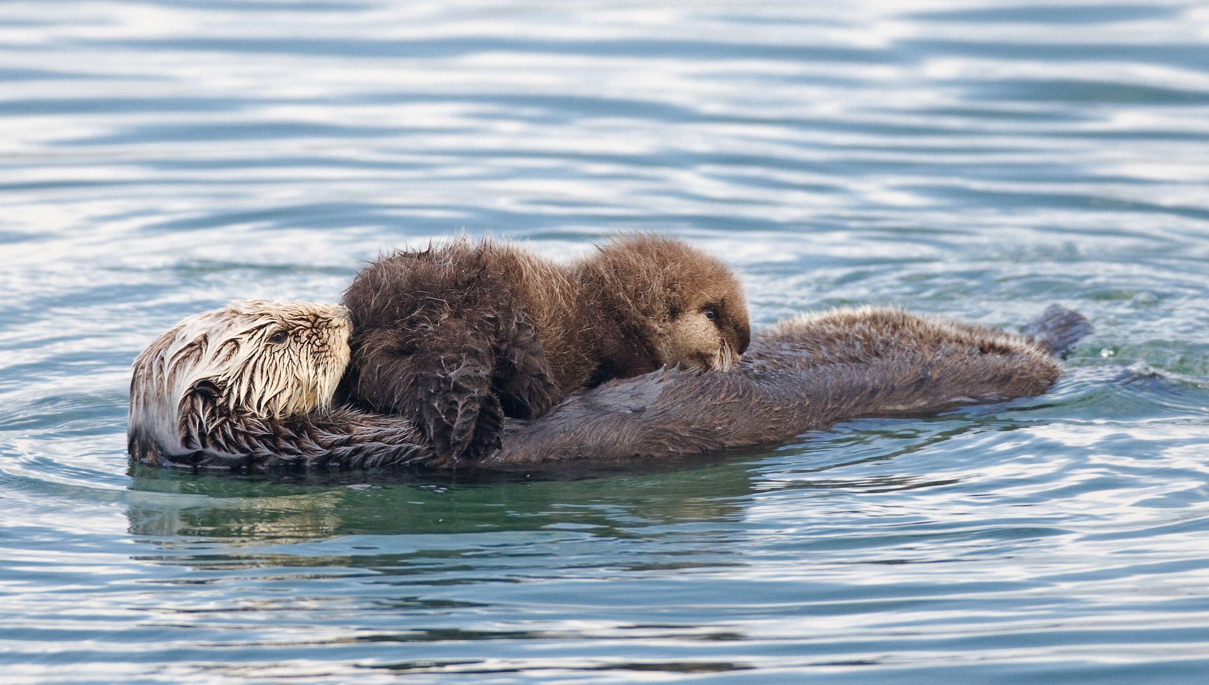 Sea otter, the free encyclopedia