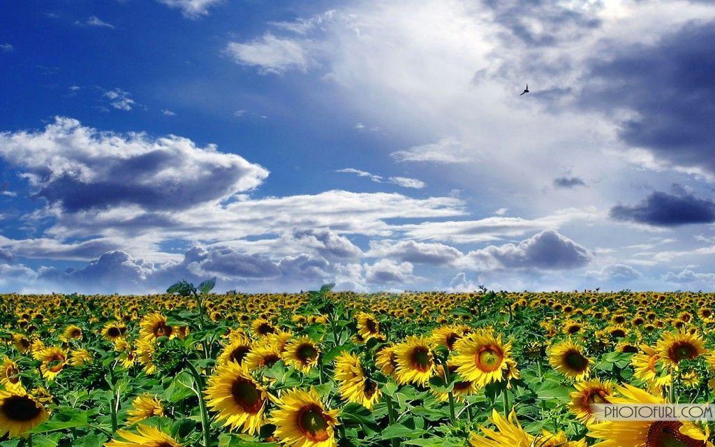 Flowers For > Sunflowers Wallpaper For Desktop