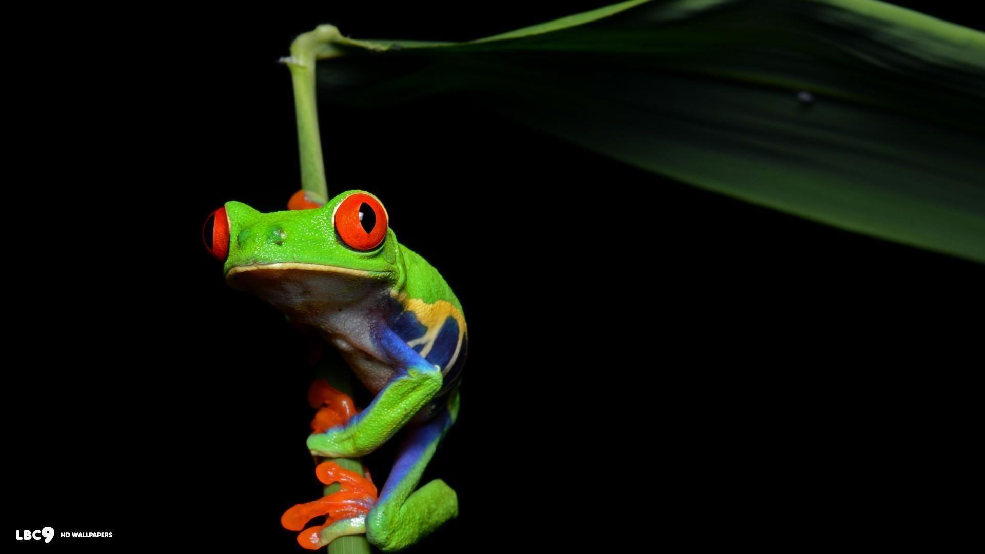 Frog Wallpaper 11 86. Reptiles And Amphibians HD Background