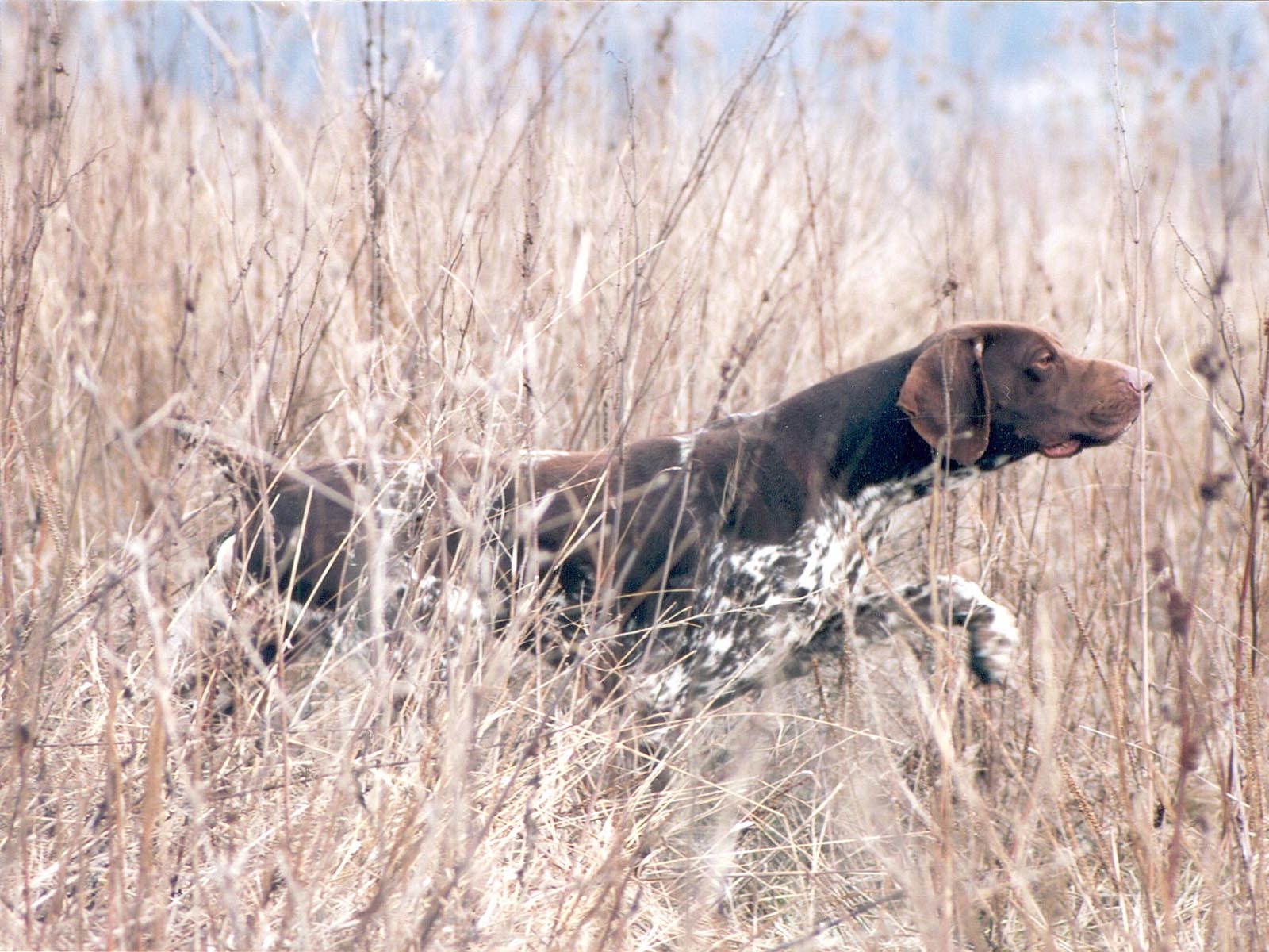 German shorthaired hunting photo wallpaper
