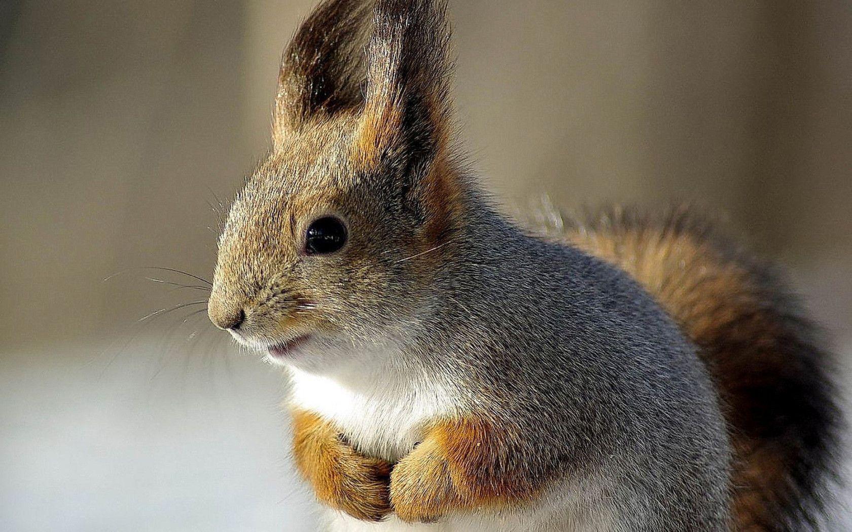 Squirrel wallpaper and image, picture, photo