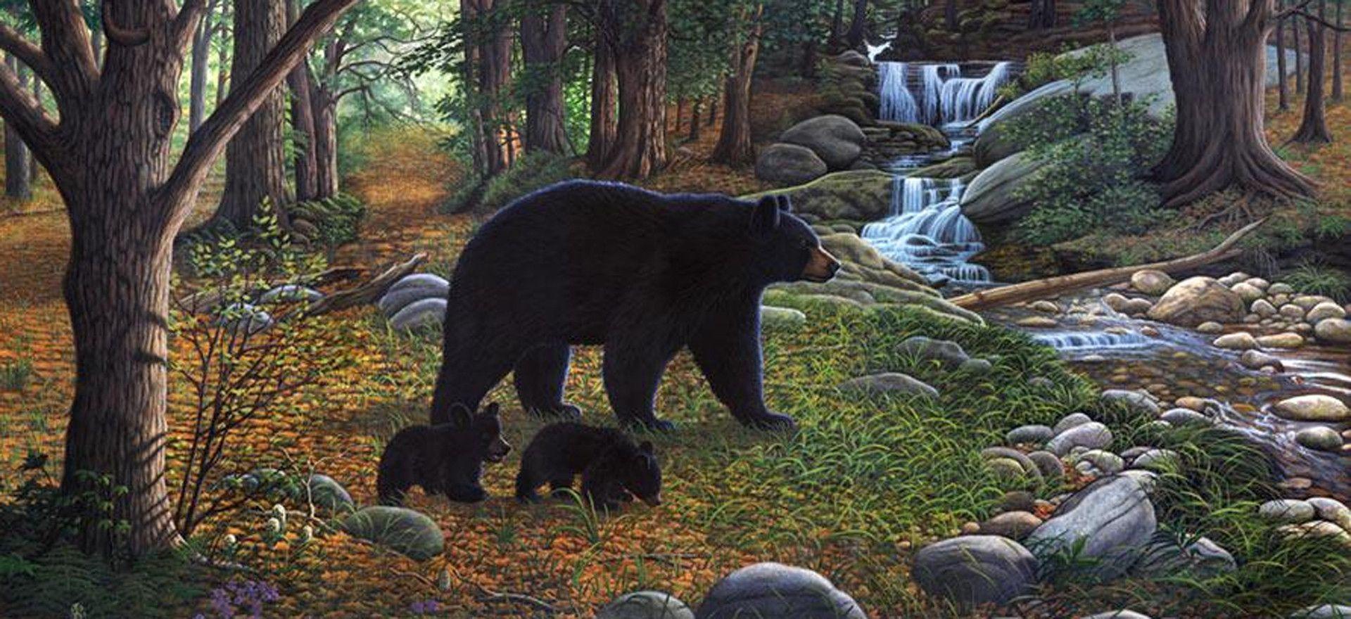 Black Bear Wallpapers - Wallpaper Cave