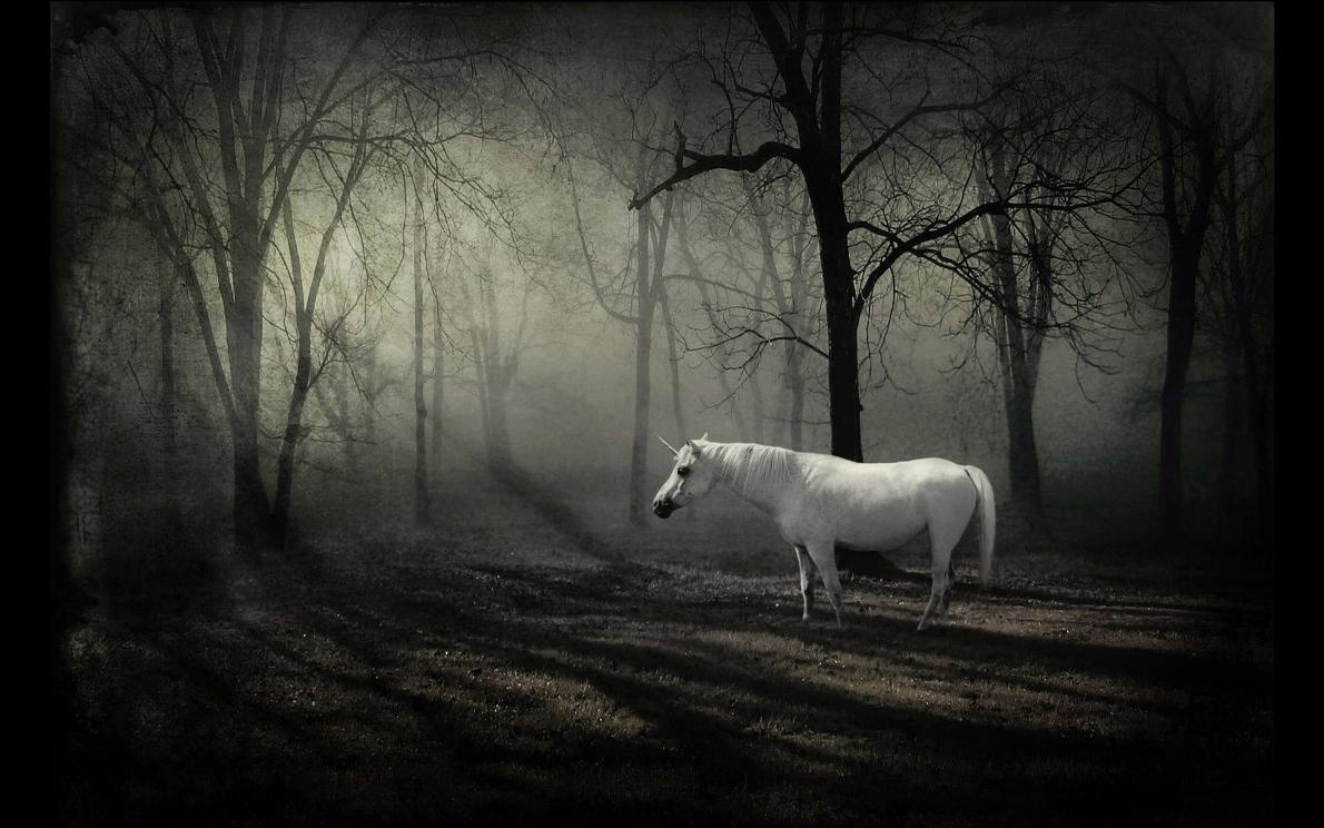 White horse in dark forest free desktop background