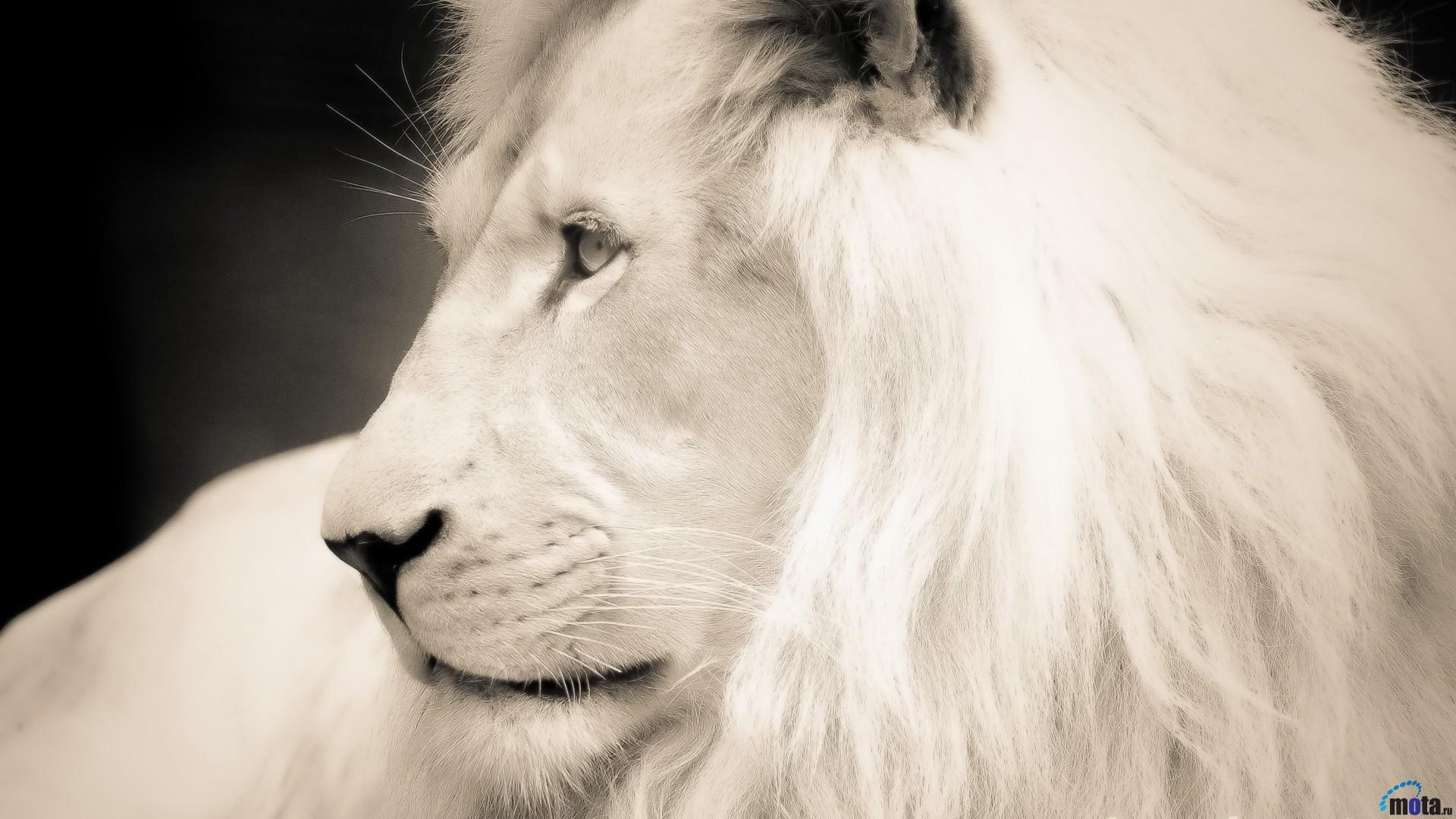 Wallpapers White Lion - Wallpaper Cave