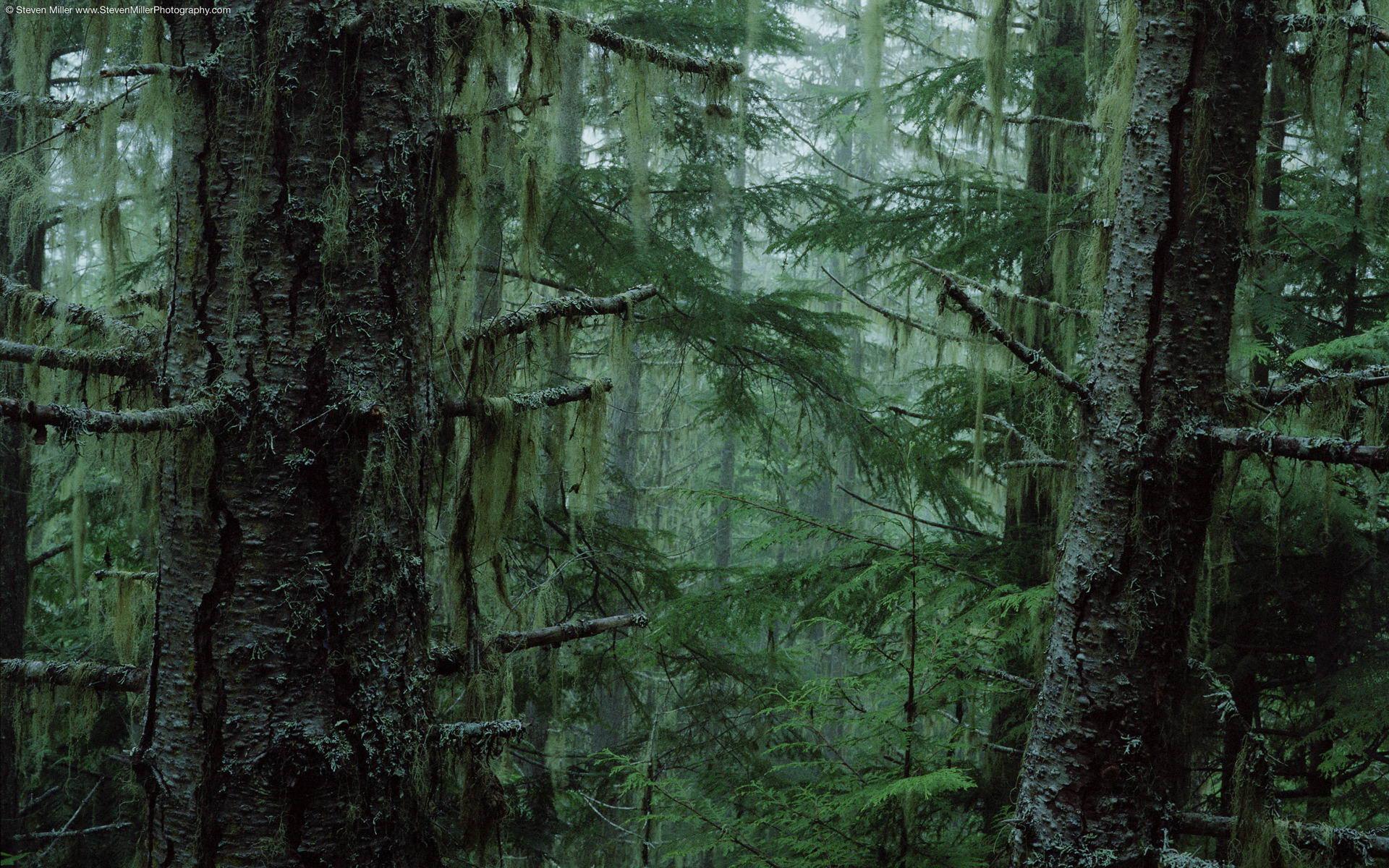 Dark forest free desktop background wallpaper image