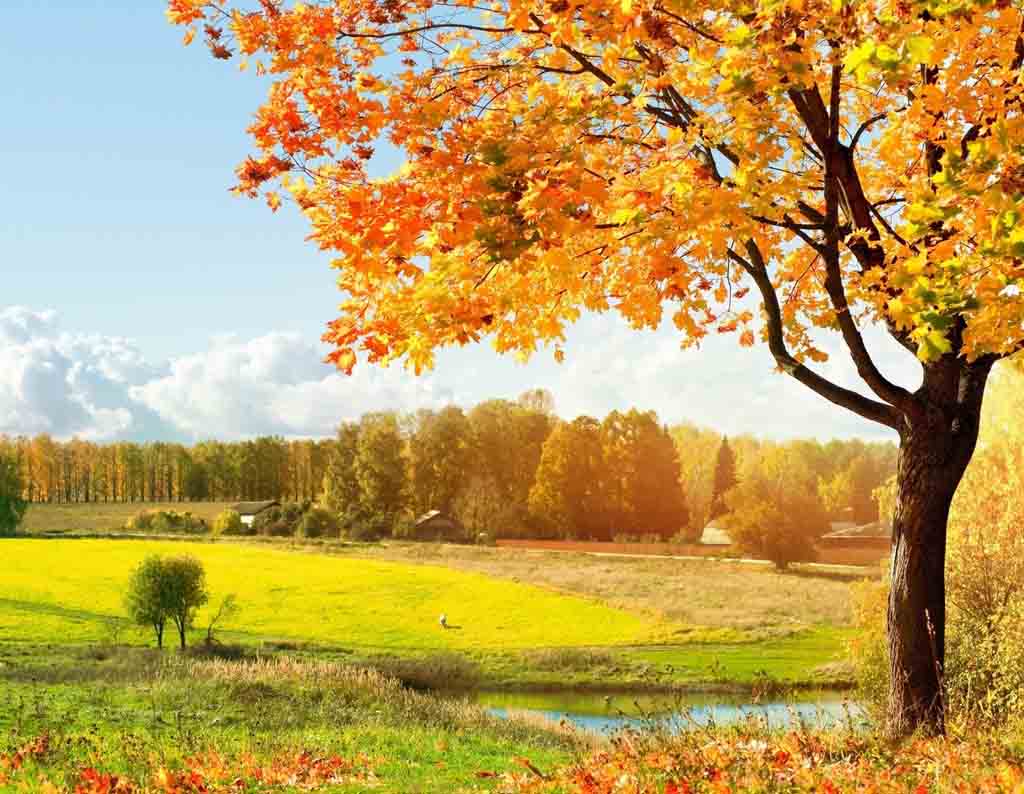 秋の田園風景 スマホの待ち受け画面やpcの壁紙に使える秋の無料画像 Naver まとめ