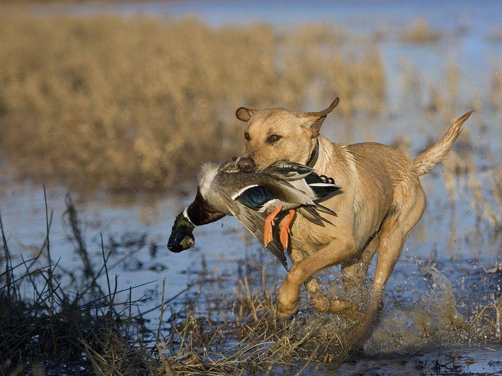 Hunting Dog Wallpapers - Wallpaper Cave