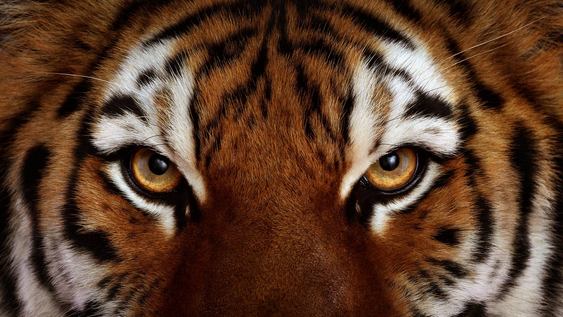 Pix For > Angry Tiger Face Wallpaper