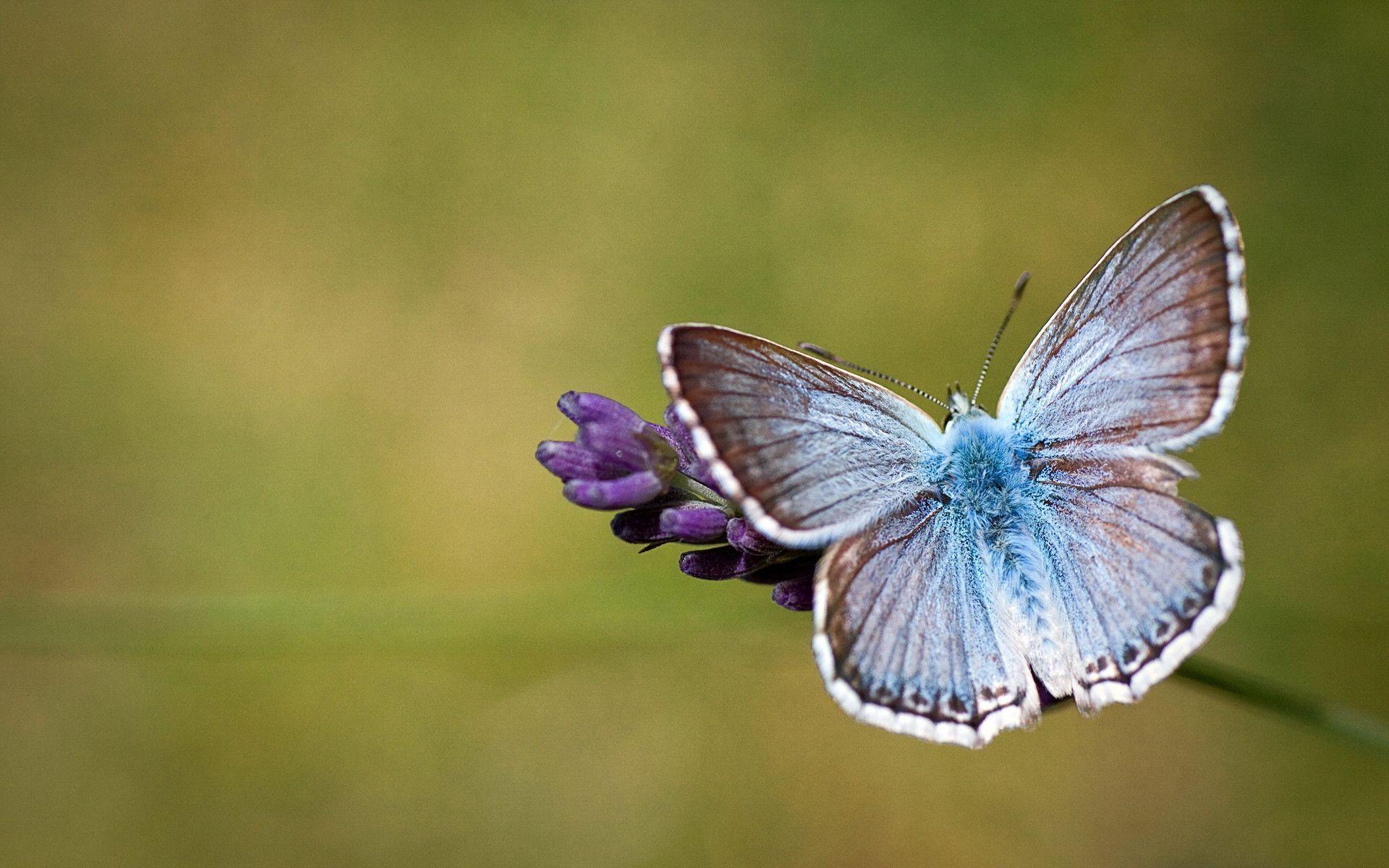 Butterfly Hd Wallpaper Free Picture
