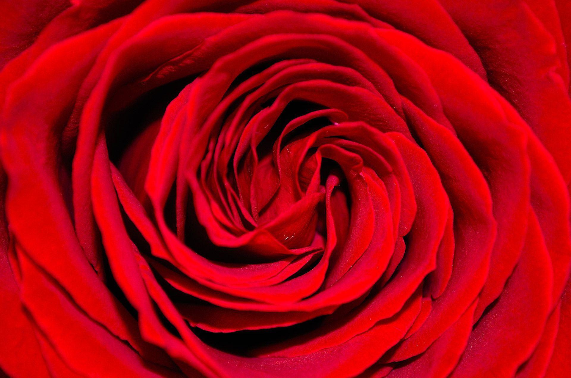 red roses background Wallpaper HD Image 4963