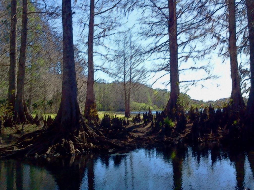 Wetland Swamp Background 1