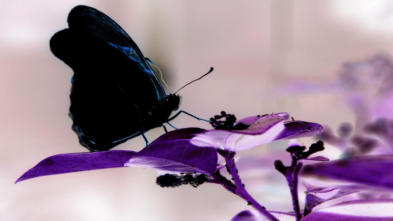 Purple And Black Butterfly