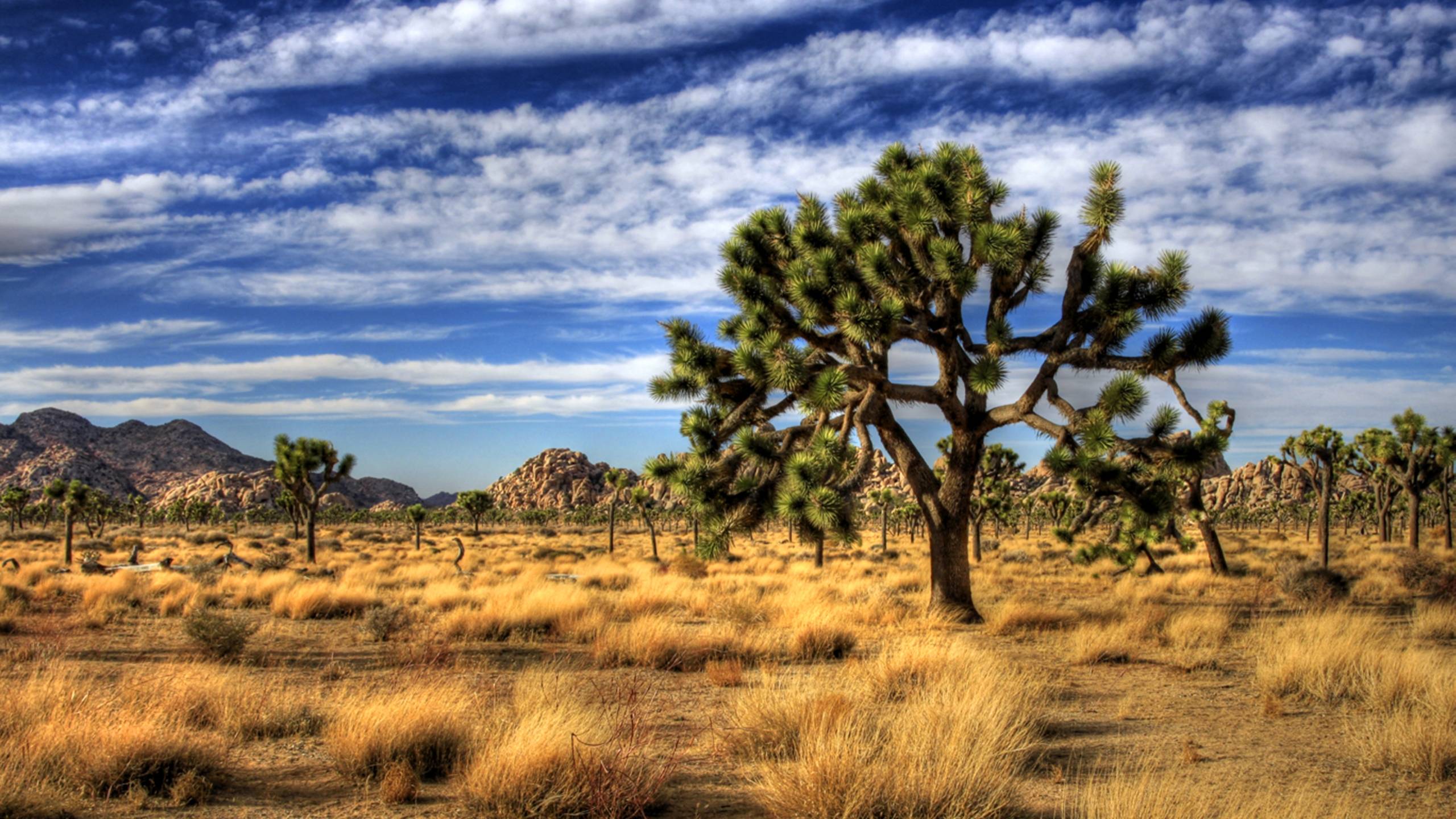 Joshua Tree National Park Wallpaper. Joshua Tree National