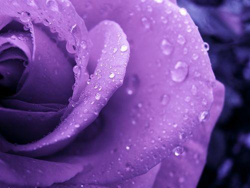 purple rose background Sharing!