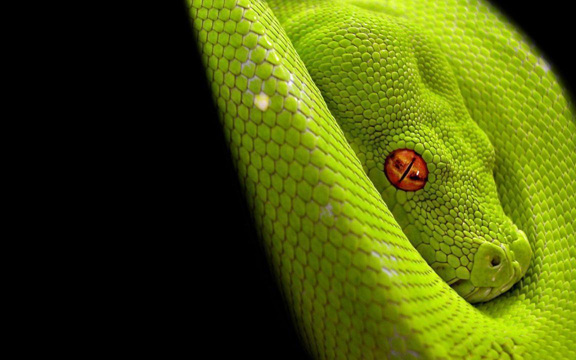 Lime green Snake widescreen wallpaper. Wide