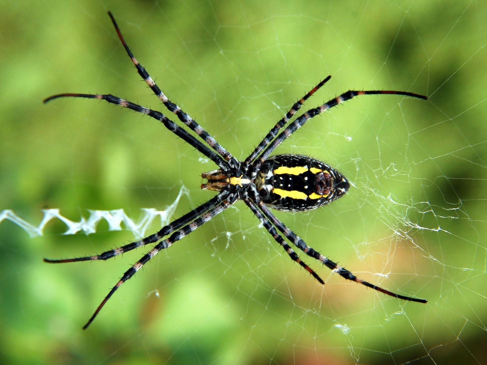 Free wallpaper Spider making web