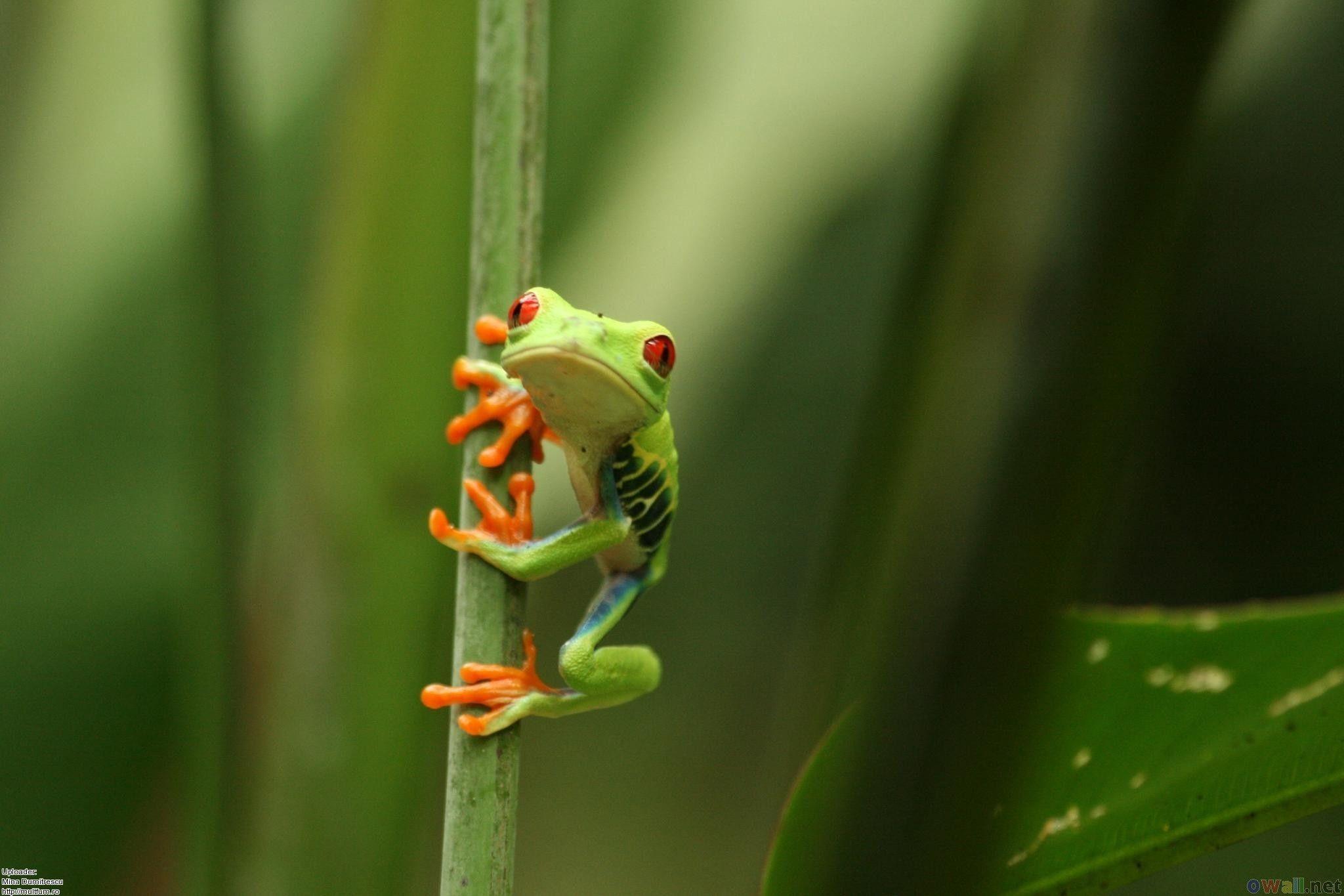 HD Cute Frog Wallpaper