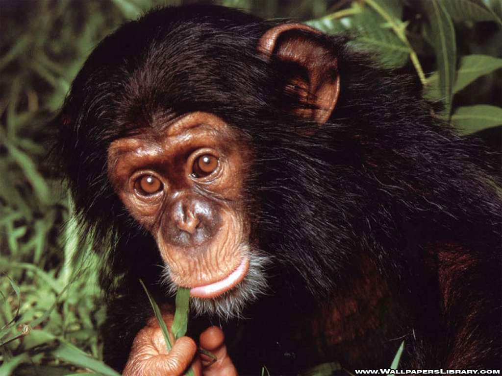 Chimpanzee animal wallpaper