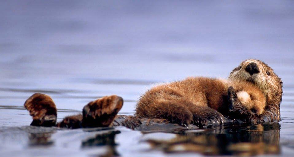Pix For > Sea Otters Wallpaper