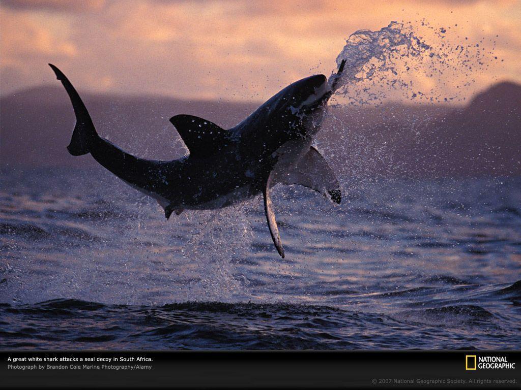 Animals For > Great White Shark Jumping Out Of Water Wallpaper