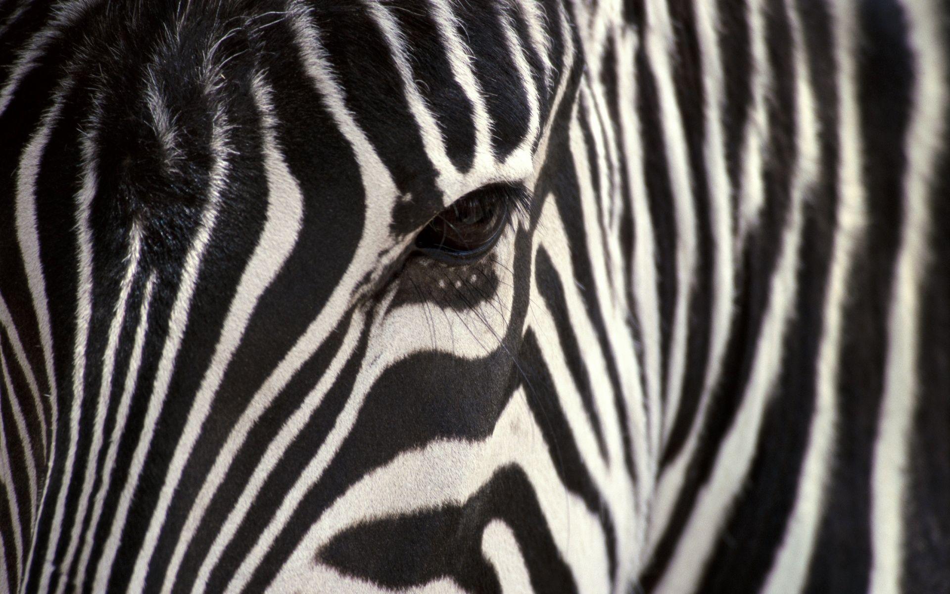 Zebra Desktop Wallpaper. Zebra Image Free