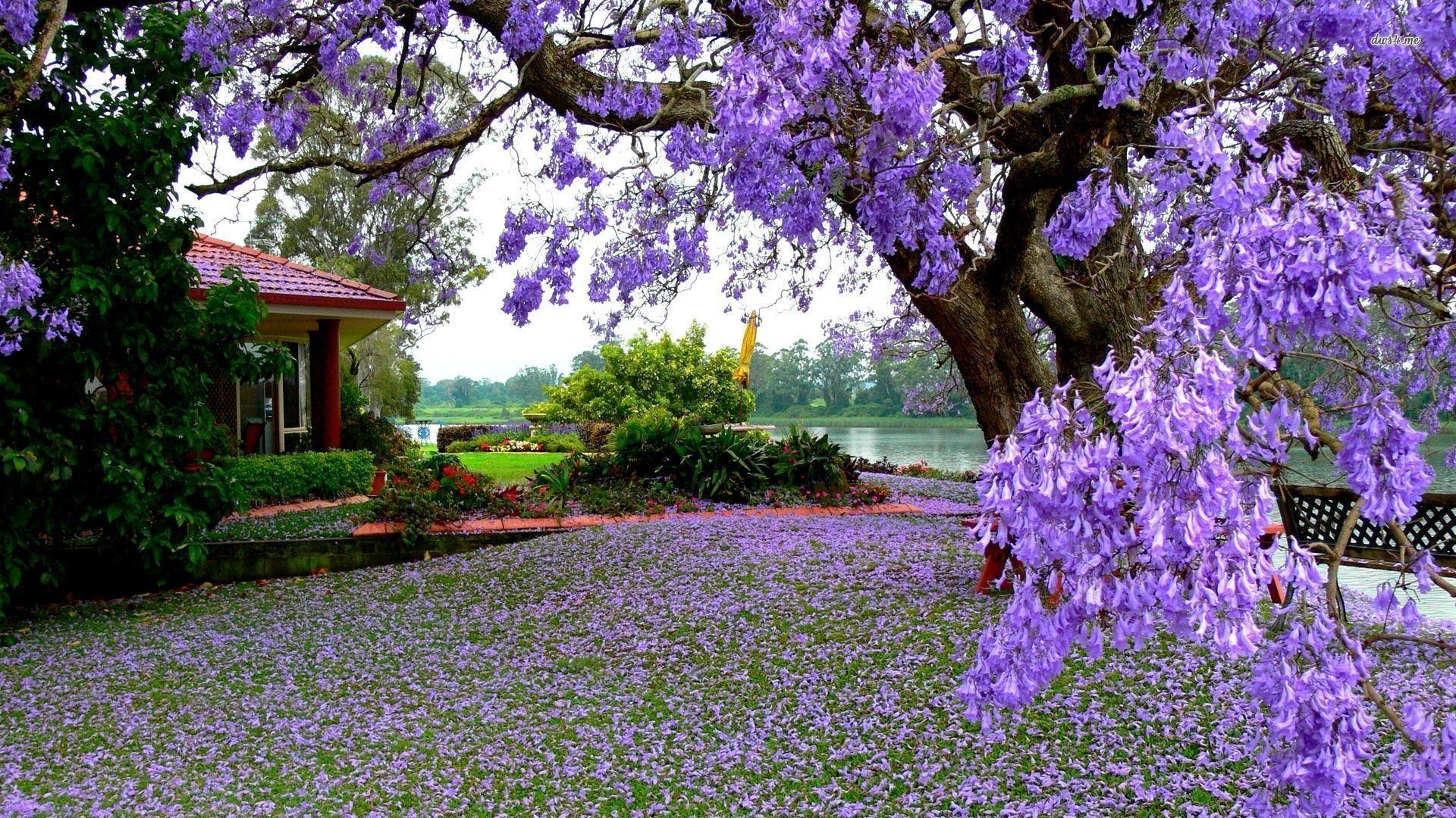Purple Blooming Tree in the Garden Wallpaper