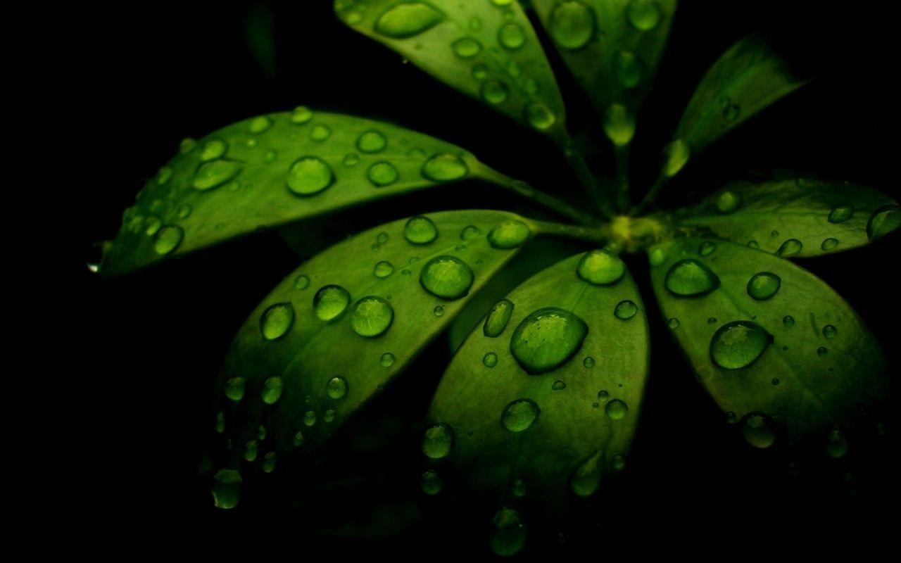 Raindrops On Leaves desktop wallpaper