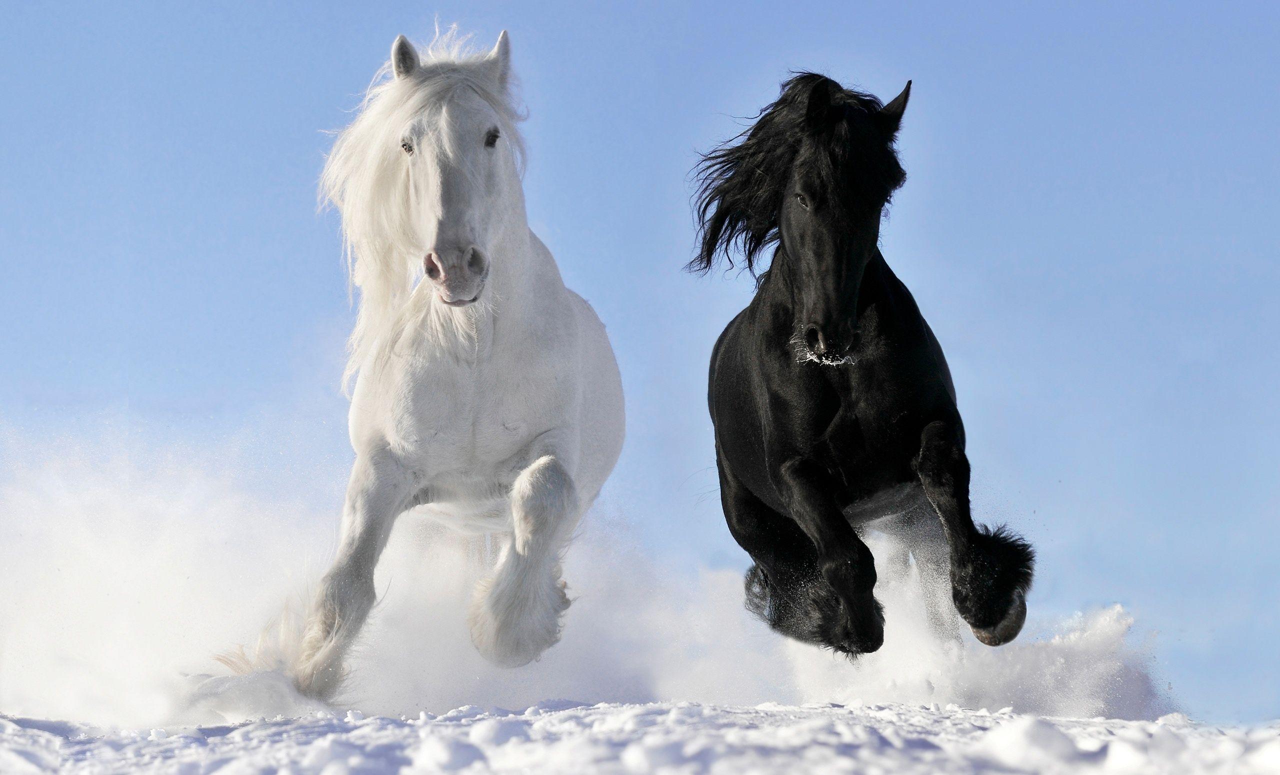 Animals For > Horses Desktop Wallpaper